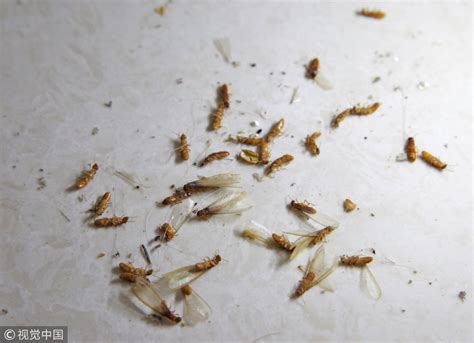 生殖器長痣 大量螞蟻出現